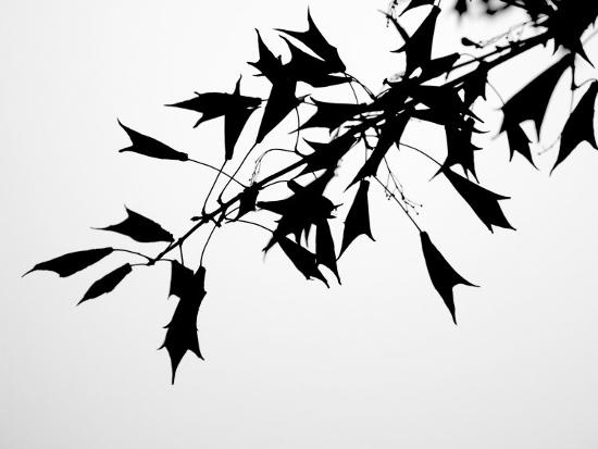Photo, , large