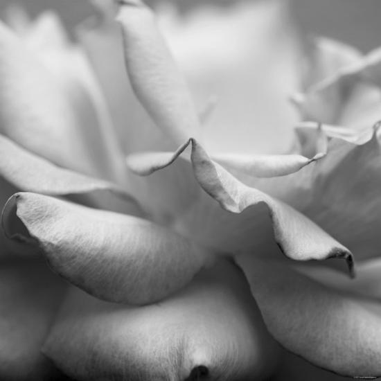 Photo, , large