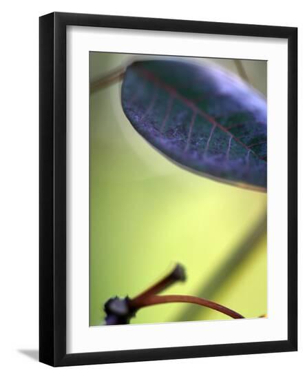 Photo, , large