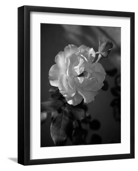 Photo, , large
