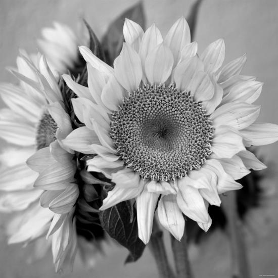 Photo, , large