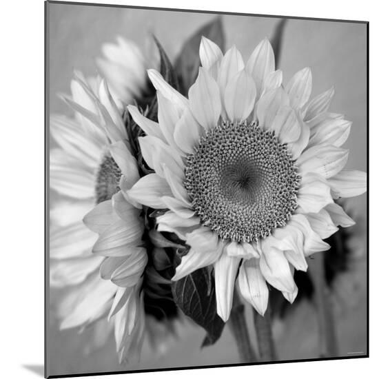 Photo, , large