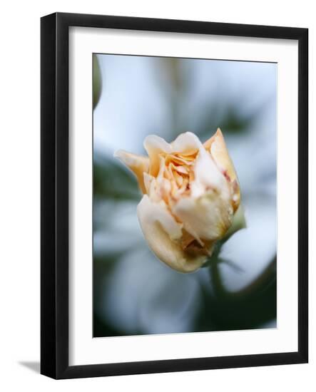 Photo, , large