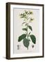 Nicotiana from Phytographie Medicale by Joseph Roques-L.f.j. Hoquart-Framed Giclee Print