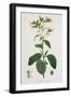 Nicotiana from Phytographie Medicale by Joseph Roques-L.f.j. Hoquart-Framed Giclee Print