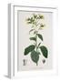 Nicotiana from Phytographie Medicale by Joseph Roques-L.f.j. Hoquart-Framed Giclee Print