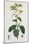 Nicotiana from Phytographie Medicale by Joseph Roques-L.f.j. Hoquart-Mounted Giclee Print