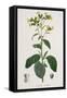 Nicotiana from Phytographie Medicale by Joseph Roques-L.f.j. Hoquart-Framed Stretched Canvas