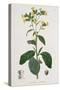 Nicotiana from Phytographie Medicale by Joseph Roques-L.f.j. Hoquart-Stretched Canvas
