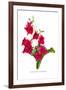 Nicotiana Sanderae-H.g. Moon-Framed Art Print