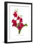 Nicotiana Sanderae-H.g. Moon-Framed Art Print