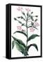 Nicotiana Tabacum - Tobacco Plant, 1823-null-Framed Stretched Canvas