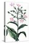 Nicotiana Tabacum - Tobacco Plant, 1823-null-Stretched Canvas