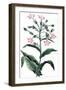 Nicotiana Tabacum - Tobacco Plant, 1823-null-Framed Giclee Print