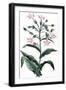 Nicotiana Tabacum - Tobacco Plant, 1823-null-Framed Giclee Print
