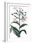 Nicotiana Tabacum - Tobacco Plant, 1823-null-Framed Giclee Print