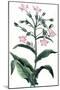 Nicotiana Tabacum - Tobacco Plant, 1823-null-Mounted Giclee Print