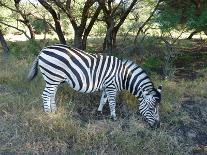 Zebra-Nicousnake-Photographic Print