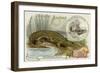 Nicrosaurus and Crocodile-null-Framed Giclee Print