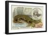 Nicrosaurus and Crocodile-null-Framed Giclee Print