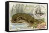 Nicrosaurus and Crocodile-null-Framed Stretched Canvas