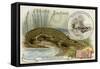 Nicrosaurus and Crocodile-null-Framed Stretched Canvas