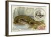 Nicrosaurus and Crocodile-null-Framed Giclee Print