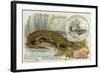 Nicrosaurus and Crocodile-null-Framed Giclee Print