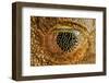 Nictitating membrane on eye of map treefrog, Amazonia, Peru-Alex Hyde-Framed Photographic Print