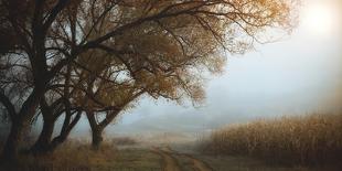 October Morning-Nicu Hoandra-Photographic Print