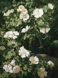 Dog Roses in Flower-Niels Peter Rasmussen-Stretched Canvas