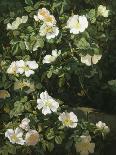 Dog Roses in Flower-Niels Rasmussen-Stretched Canvas