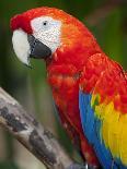 Bali, Ubud, a Greenwing Macaw Poses at Bali Bird Park-Niels Van Gijn-Photographic Print