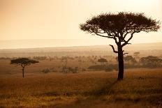 Kenya, Meru. a Giraffe Wanders across the Savannah in the Evening Light.-Niels Van Gijn-Framed Photographic Print