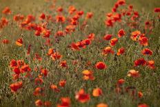 Uk. Wiltshire. Marlborough Downs. Poppies in the Evening Sun.-Niels Van Gijn-Photographic Print