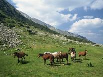 Group of Horses in the Pirim Mountains, Bulgaria, Europe-Nigel Callow-Photographic Print