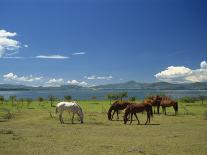 Group of Horses in the Pirim Mountains, Bulgaria, Europe-Nigel Callow-Photographic Print