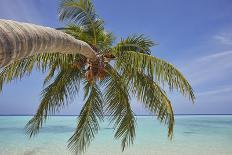 A tropical island beachside coconut palm, Gaafu Dhaalu atoll, in the far south of The Maldives-Nigel Hicks-Photographic Print