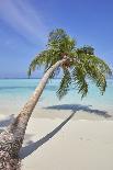 A tropical island beachside coconut palm, Gaafu Dhaalu atoll, in the far south of The Maldives-Nigel Hicks-Photographic Print