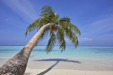 Coconut palm fronds hang down over the shore along the beach at San Juan, Siquijor, Philippines, So-Nigel Hicks-Photographic Print