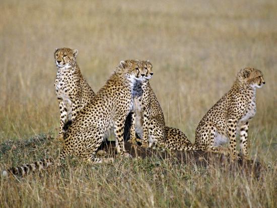Premium Photographic Print, , large
