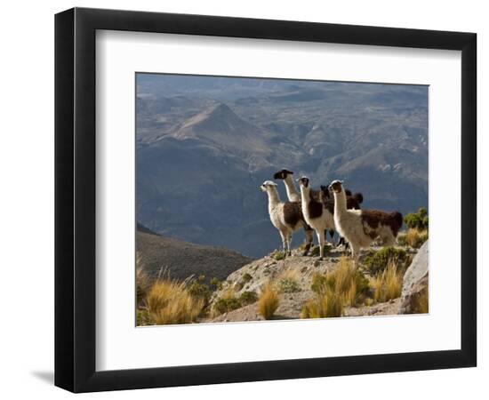 Premium Photographic Print, , large