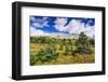 Nigel Peak from Wilcox Ridge, Columbia Icefields, Jasper National Park, Alberta, Canada-Russ Bishop-Framed Photographic Print