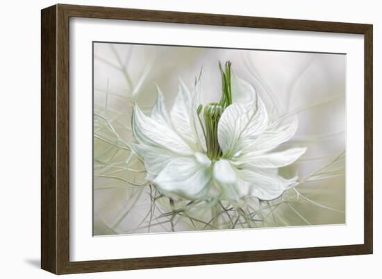 Nigella-Mandy Disher-Framed Art Print