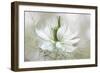 Nigella-Mandy Disher-Framed Art Print