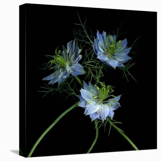 Nigella-Magda Indigo-Stretched Canvas