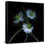 Nigella-Magda Indigo-Framed Stretched Canvas