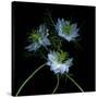 Nigella-Magda Indigo-Stretched Canvas