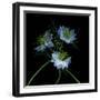 Nigella-Magda Indigo-Framed Photographic Print