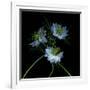 Nigella-Magda Indigo-Framed Photographic Print